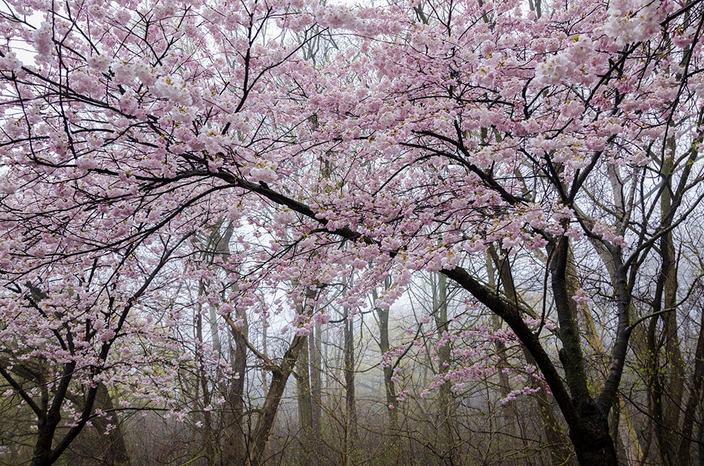 Cherry Blossoms in High Park